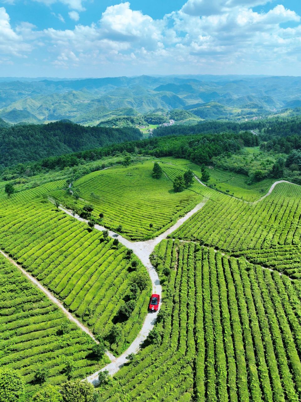 95贵定县云雾镇长寿寨樱花林→云雾镇七里冲茶场 快冲7515