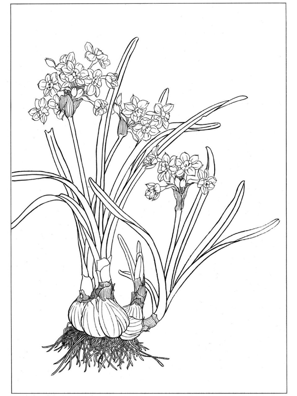 每日艺赏|白描水仙花(一) 中国水仙的原种为唐代从意大利引进,是法国