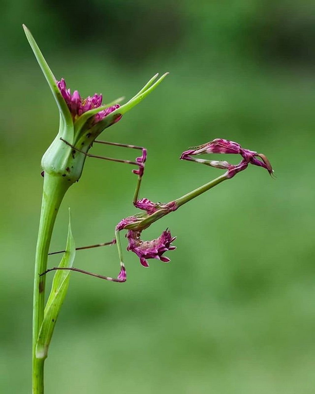 粉花锥头螳螂是螳螂的一种.