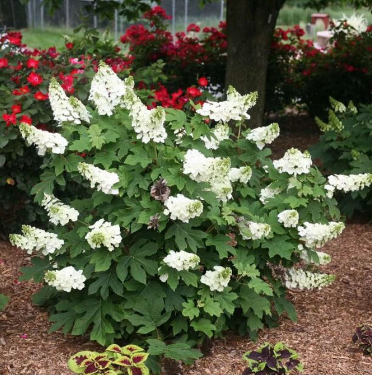 栎叶绣球红宝石拖鞋 红宝石拖鞋是一款完美的紧凑型绣球花,可单独作为