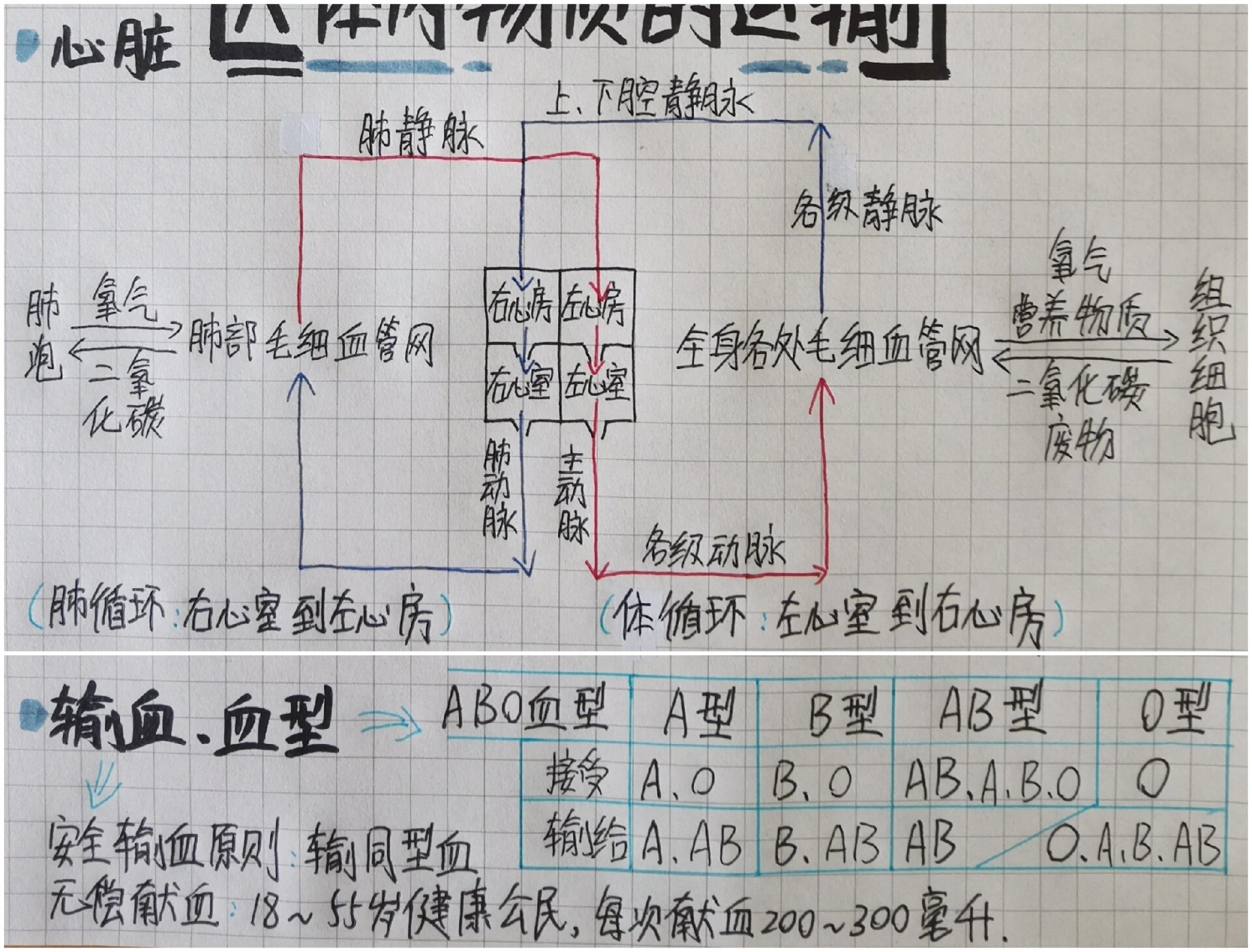 七下生物思维导图第四章 人体内物质的运输