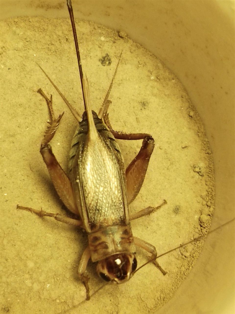 花头母油葫芦 几条漂亮的花头母油葫芦,今年份起来