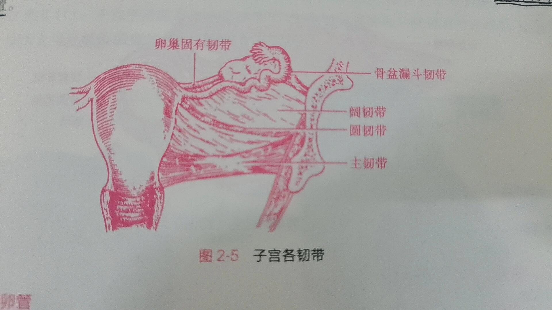 子宫韧带位置示意图图片