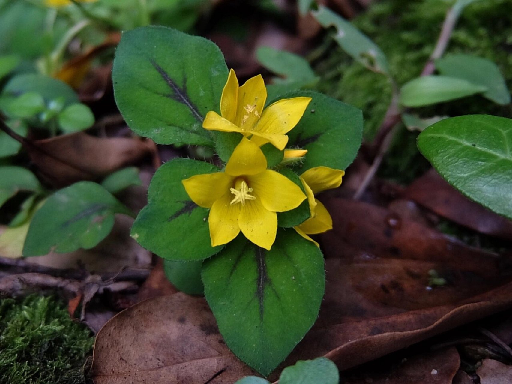 每日一花|临时救 临时救:别名小过路黄,是报春花科珍珠菜属植物.