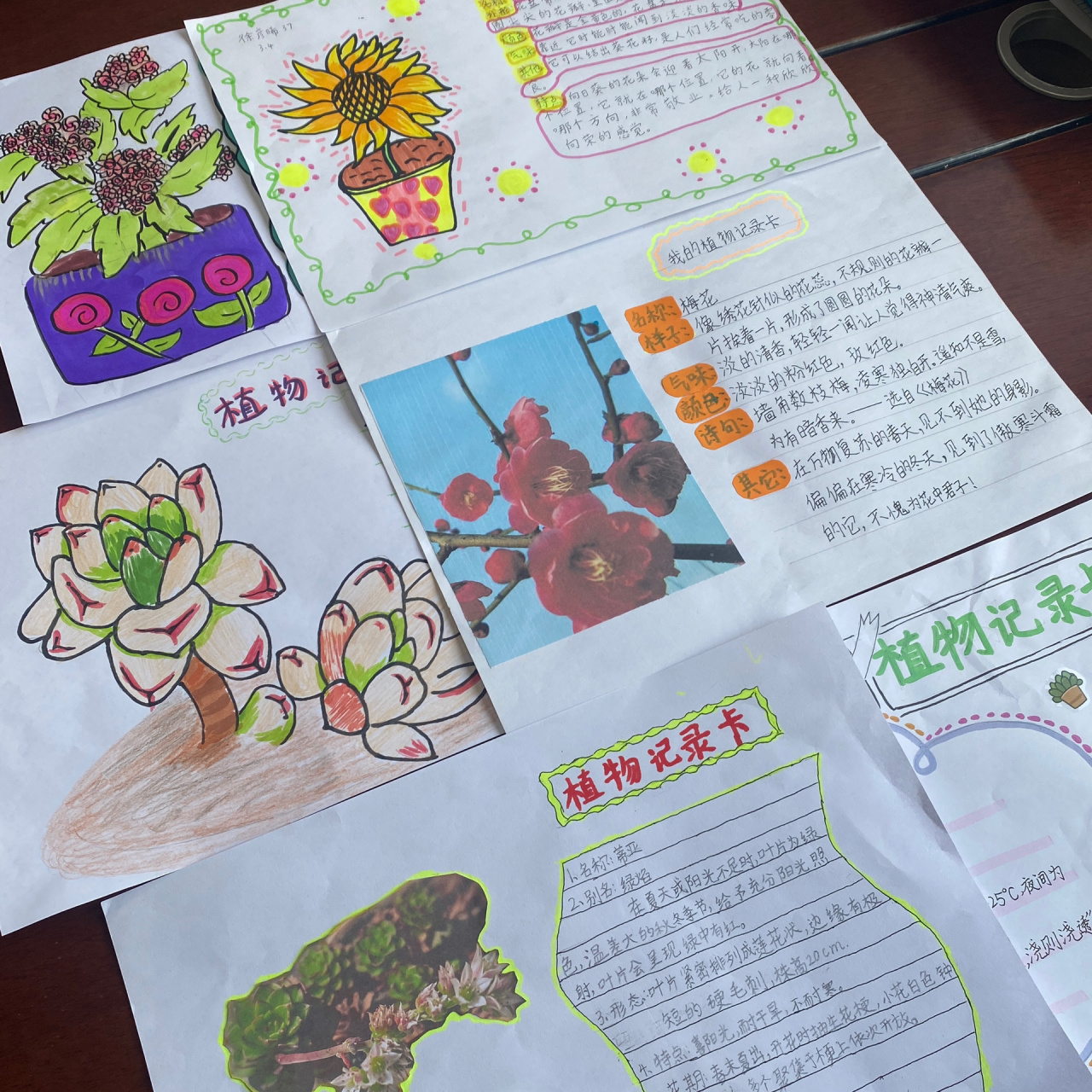 为自己的植物朋友做个记录卡怎么做图片(为自己的植物朋友做个记录卡怎么做图片和文字)