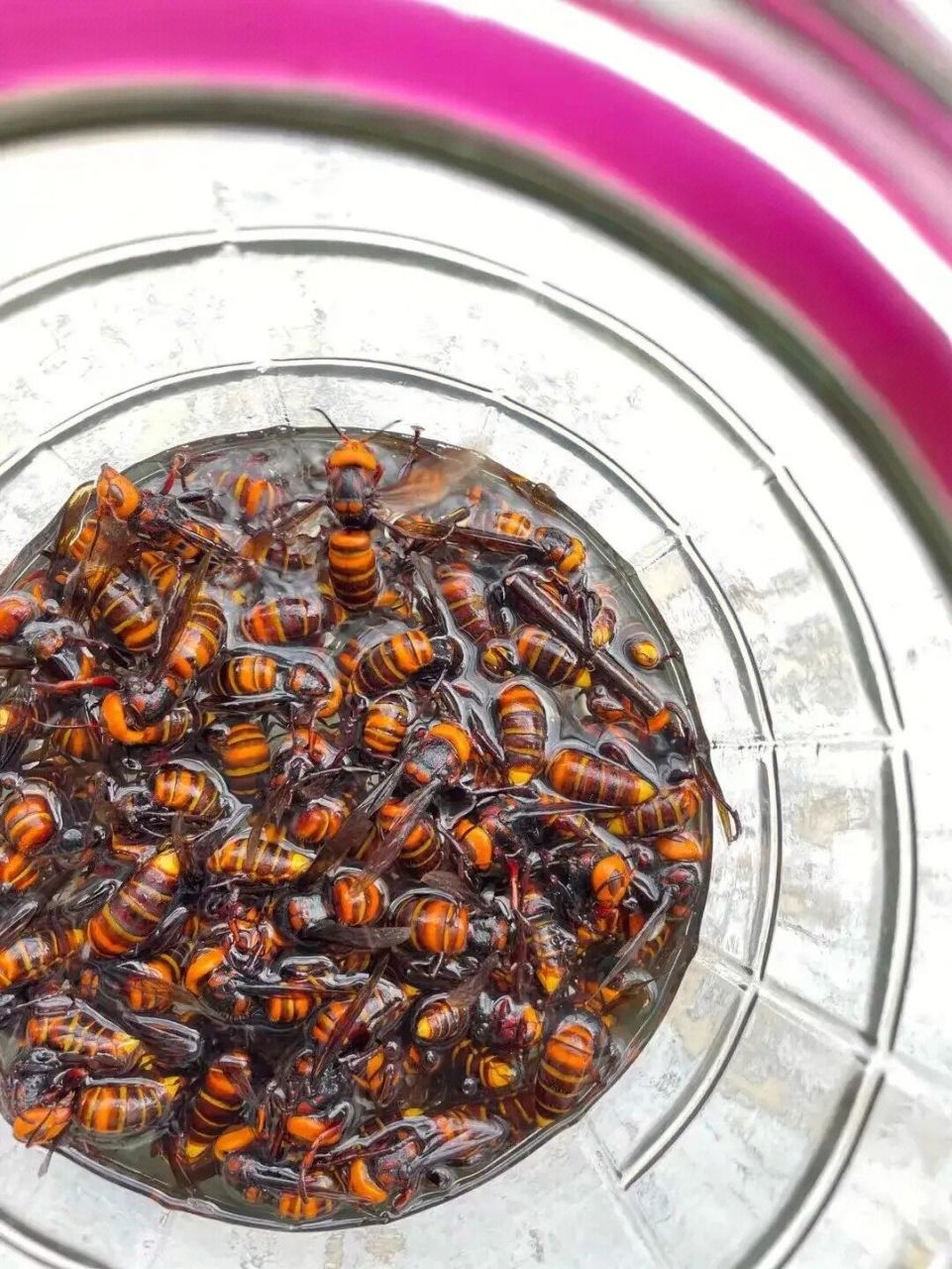 消炎镇痛 虎头蜂泡酒中富含的mcd肽和蜂毒明肽有极强的抗炎作用,同时