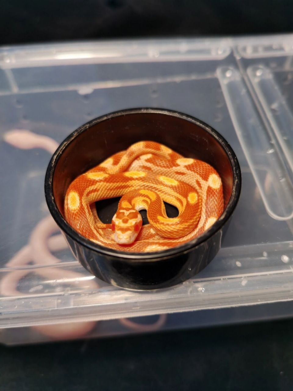 "一杯美式"75 玉米蛇——白化红甜甜圈93 #大人也要玩玩具# #玉米