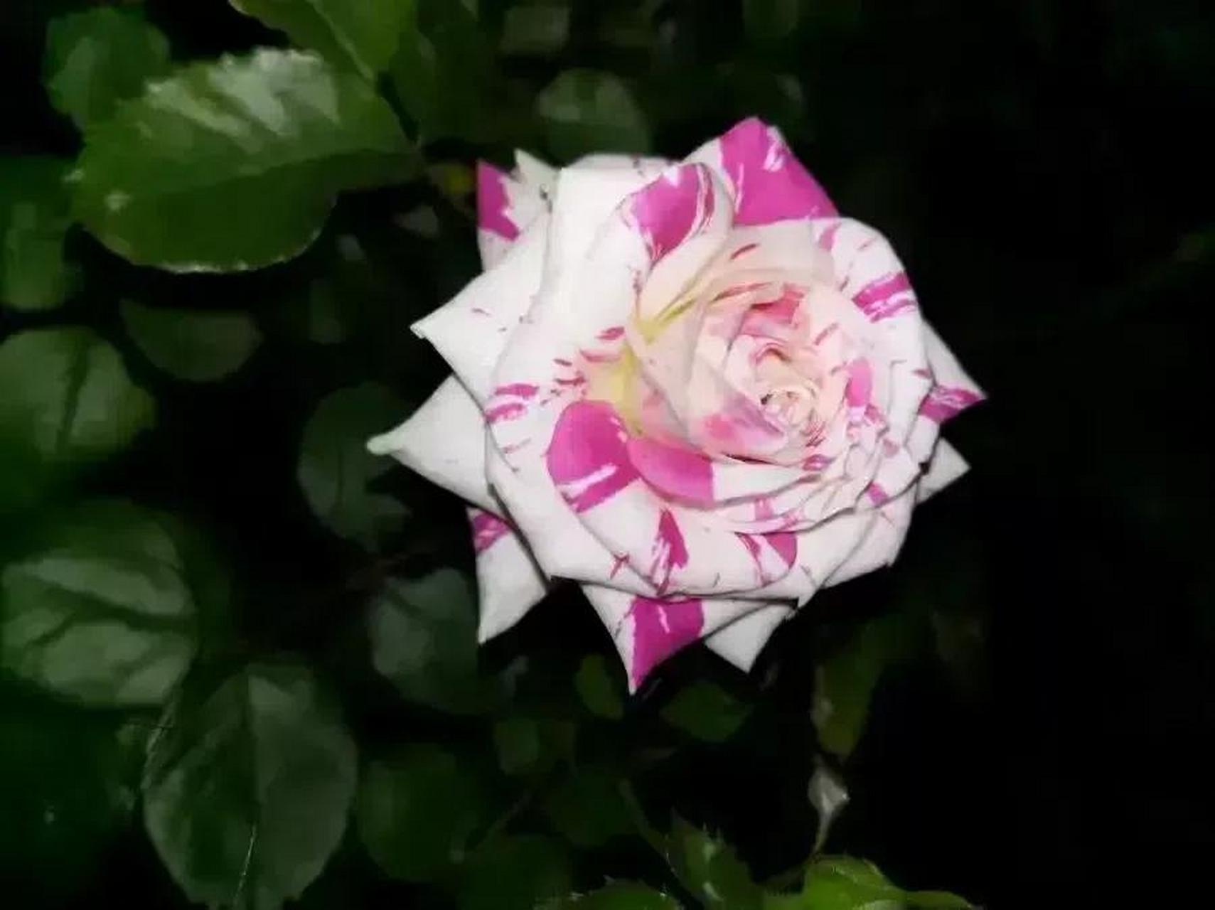 闪电舞是一种优美的月季品种,其花瓣呈粉色,带有白色条纹,属于淡香型.