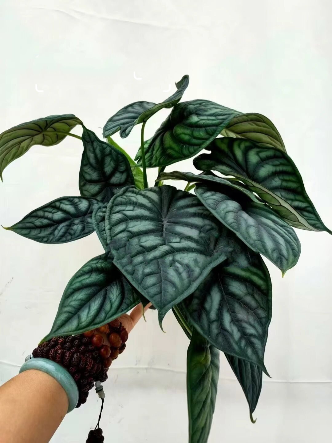 龙鳞海芋养护方法,超级简单好用!