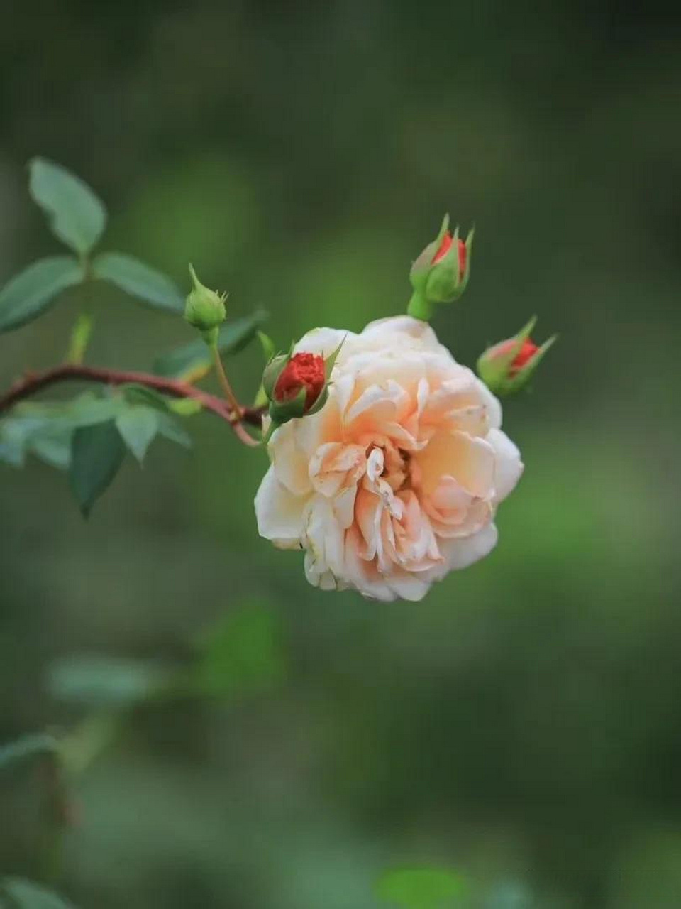 取景器里的夏日美景 分享你手机里的花花草草的照片            花草