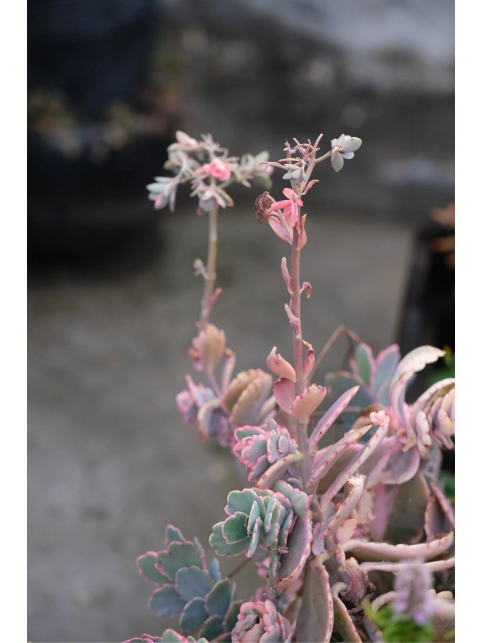 蝴蝶之舞 锦 (景天科)多肉 此花也叫白姬舞,姿态摇曳,根须奇特,色彩