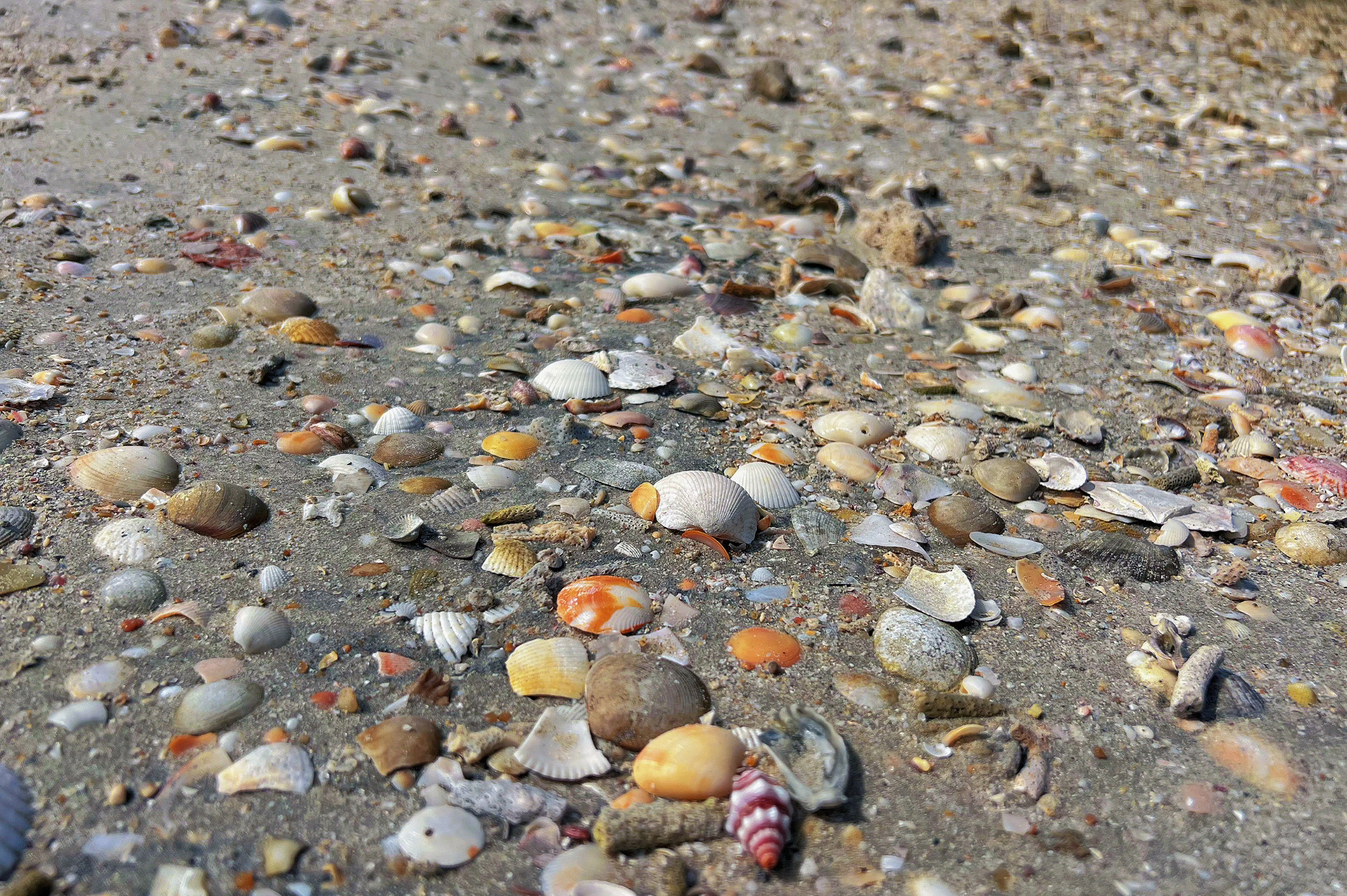 海南陵水捡贝壳 来玩的第二天,超级想去捡贝壳,感谢终于找到了,一会就