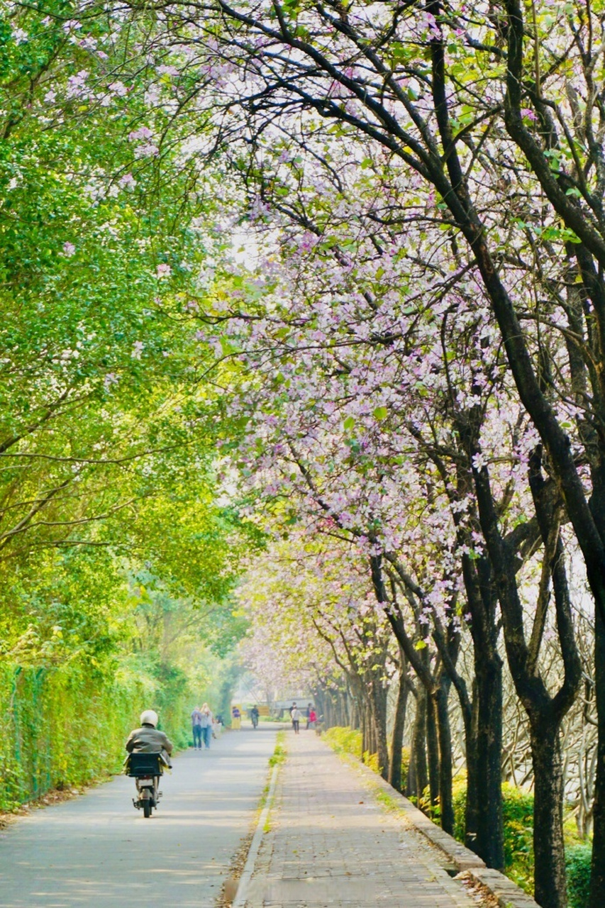 视觉花城#黄埔涌边的宫粉羊蹄甲开啦!