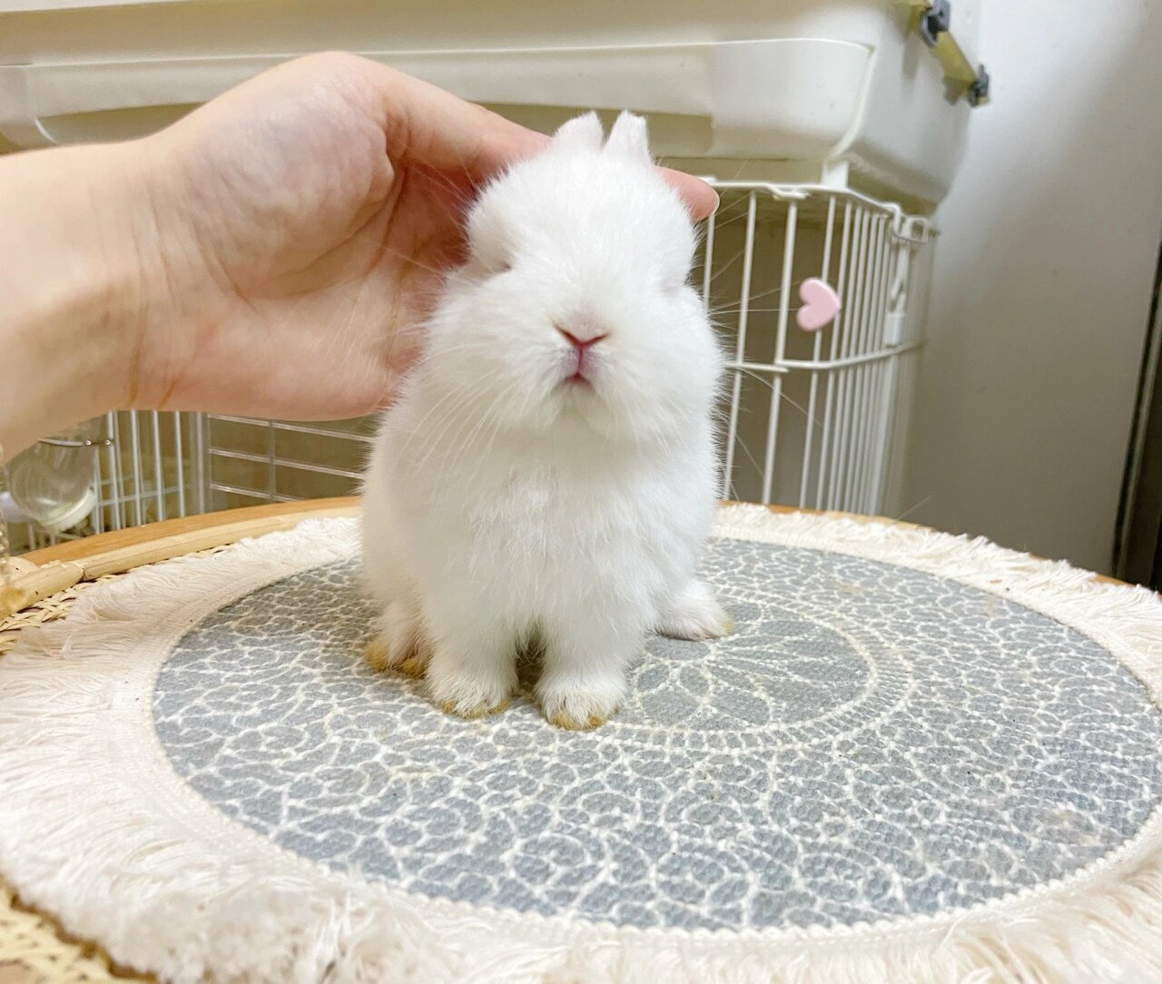 侏儒兔|纯白色 红眼睛 进口血统 红眼睛也可以很可爱