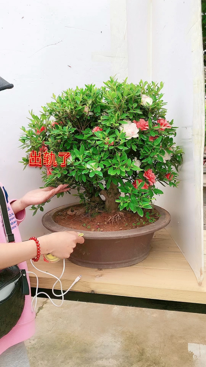 精品五宝绿珠杜鹃 一树多色