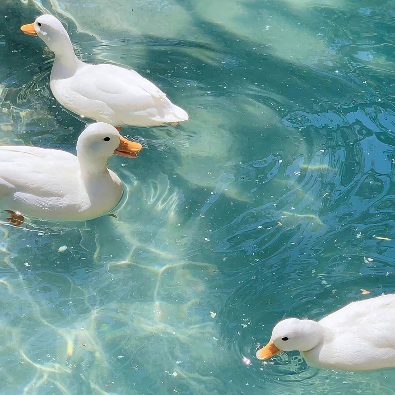 鸭子都眉清目秀了 谁还有这种鸭鸭图片壁纸,求!