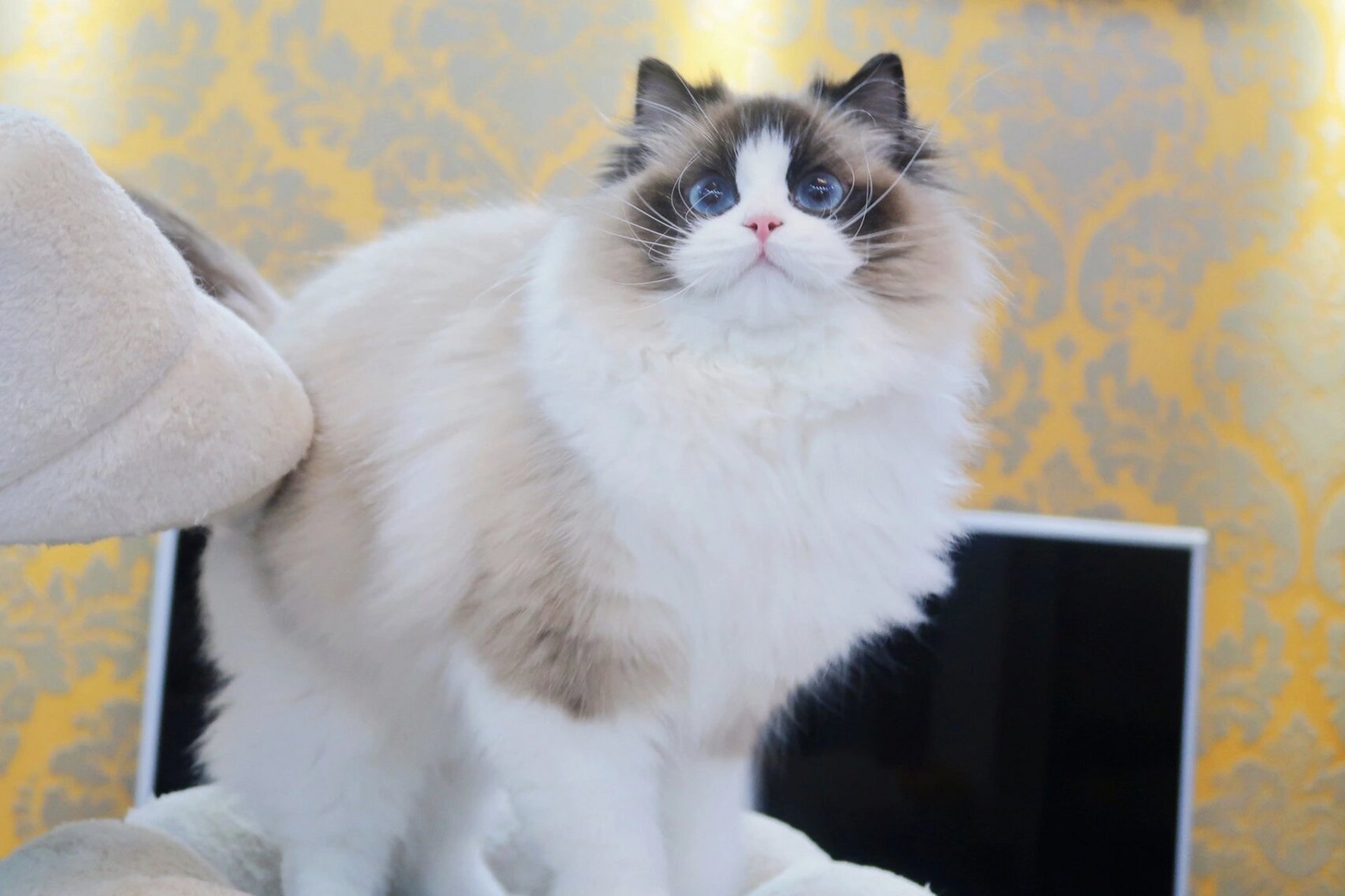 布偶猫眼色素区分 99 总所周知布偶猫眼的分别为1-6度 在cfa官方内