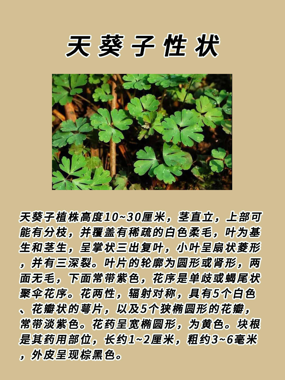 天葵子的毒性图片