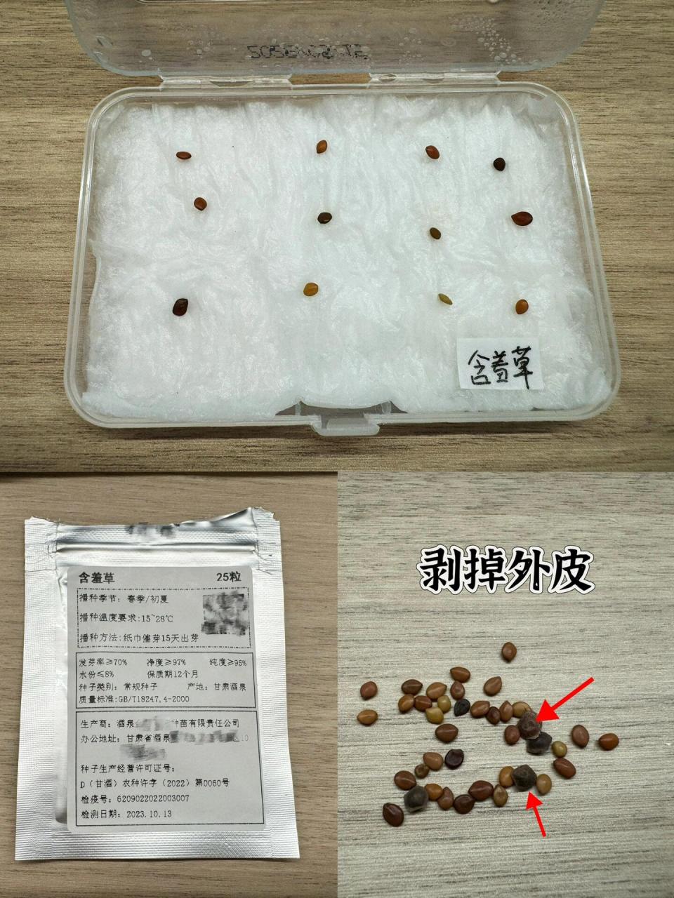 含羞草生长日记📔01 新买的含羞草种子到了,用纸巾催芽一下试试～ 1
