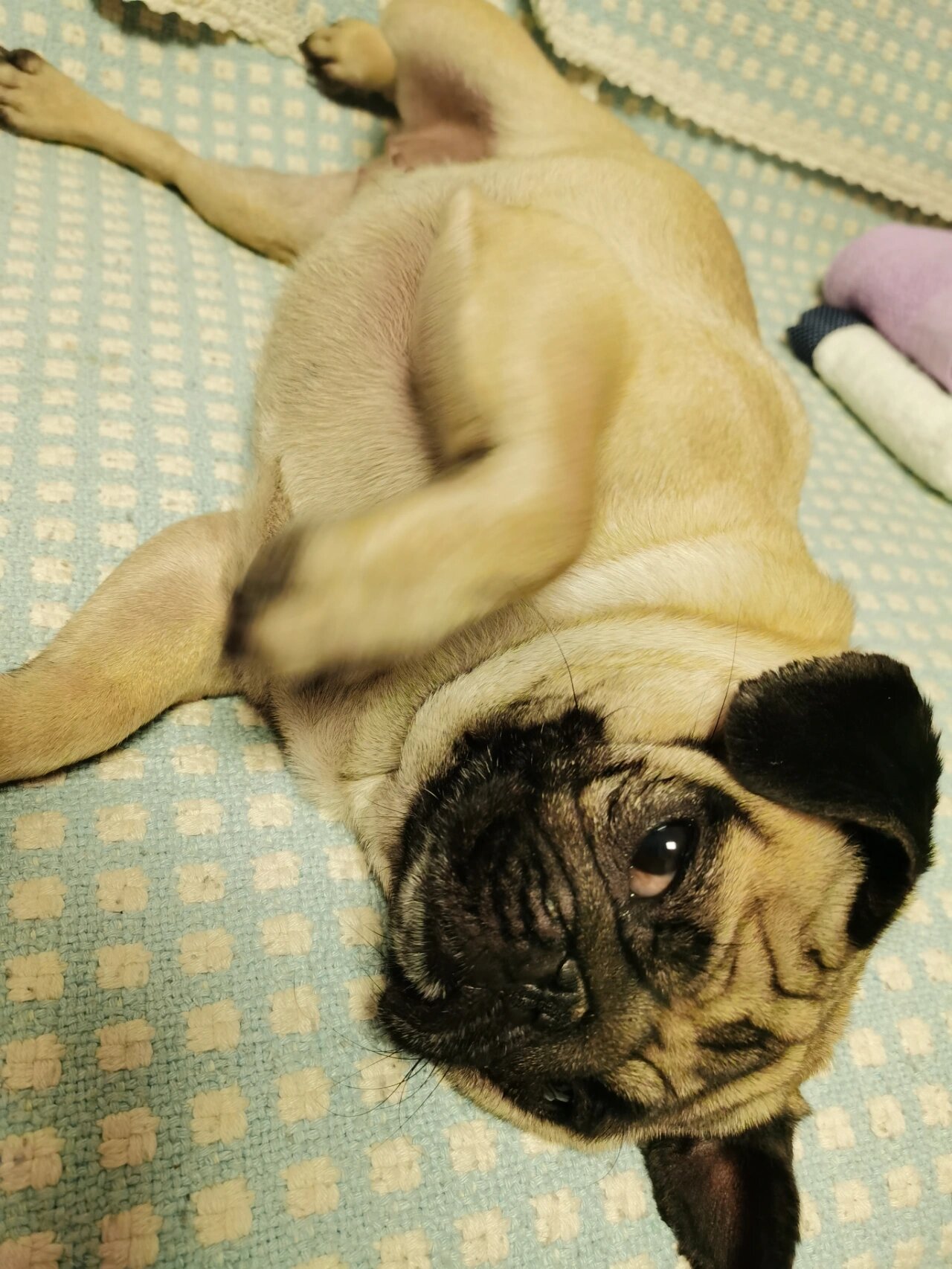 小巴哥狗狗的肚皮突然间变得黢黑