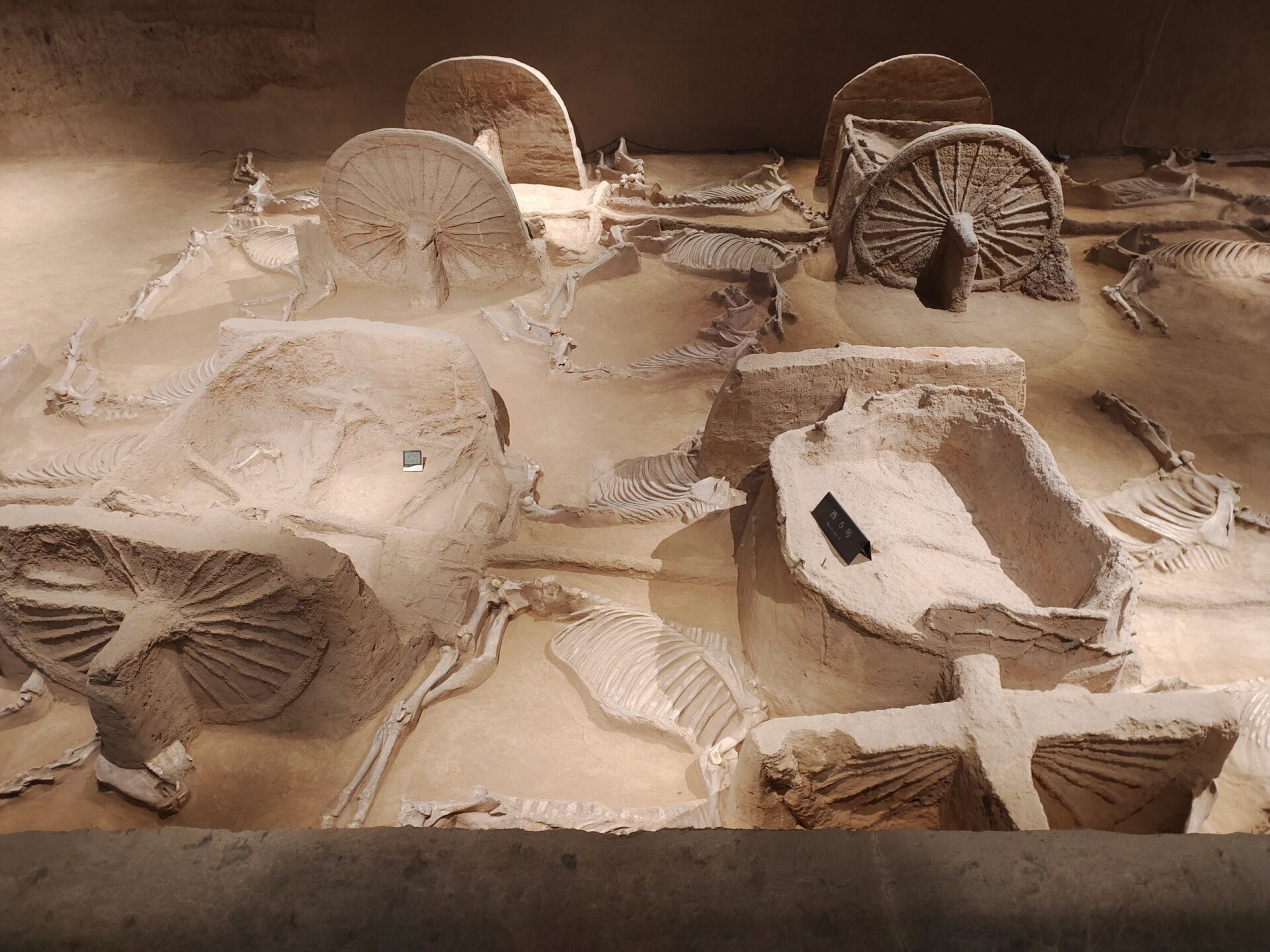 天子礼制——周王城天子驾六博物馆61车马坑