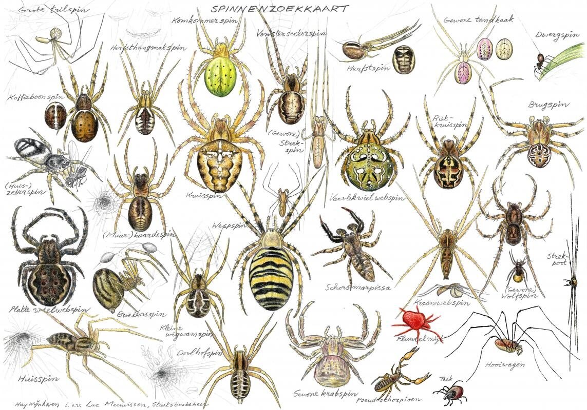 9915蜘蛛种类图鉴收集 世界蜘蛛类大集合