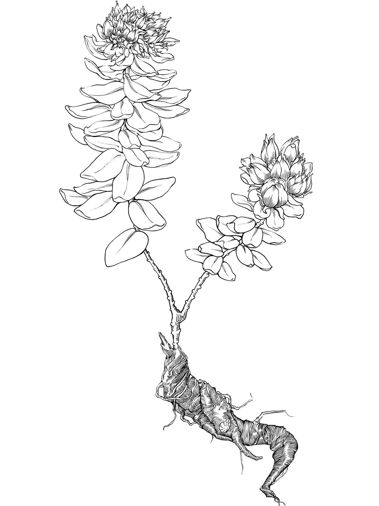 原创|中草药手绘-红景天【本草纲目】