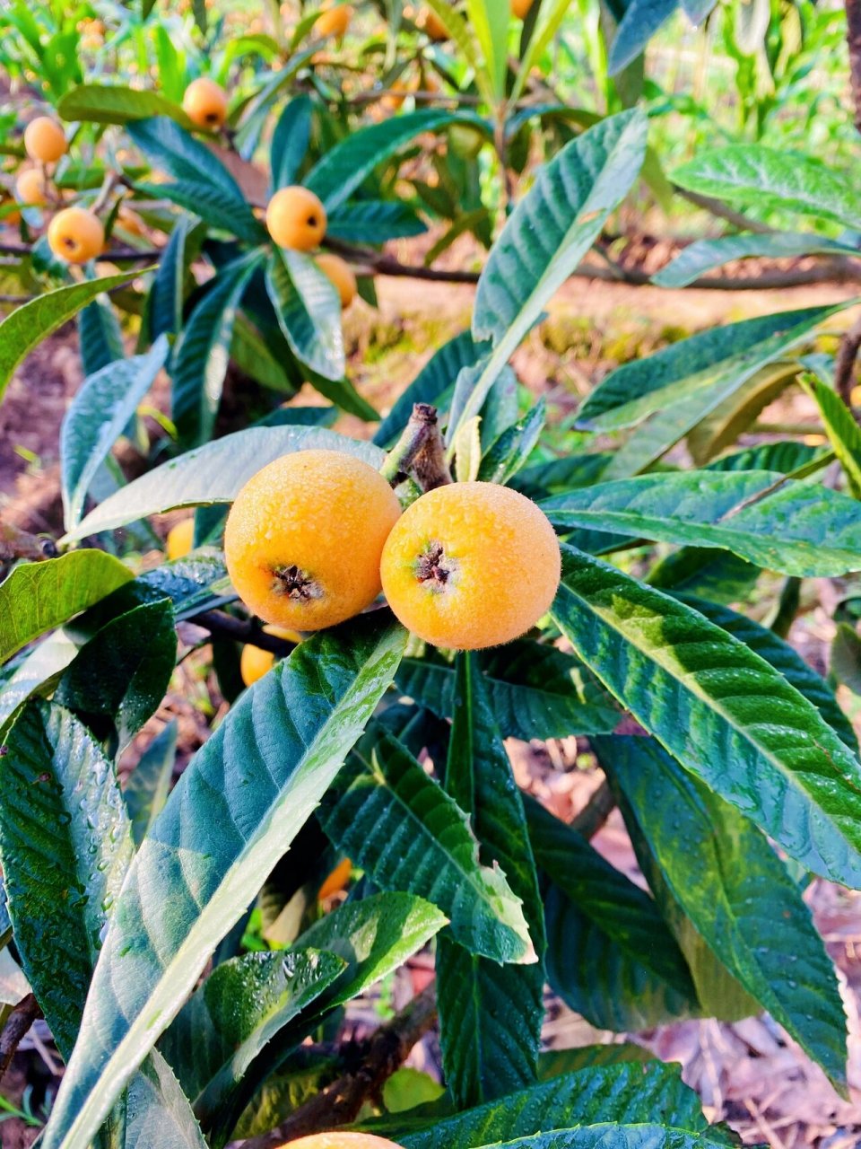 重庆采摘|合川枇杷采摘 古楼镇的枇杷熟啦～ 这里的枇杷又大又甜 地址