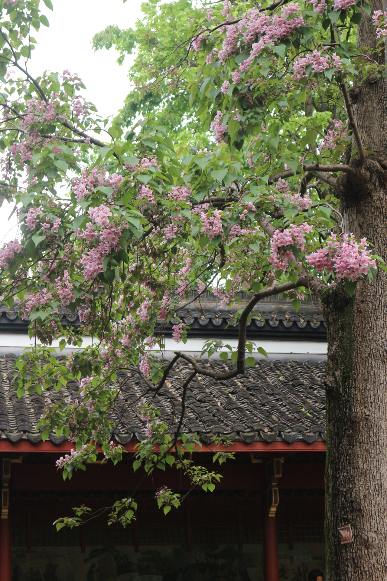 吴山东岳庙二株537年树龄的古楸树开花了,清香怡人.