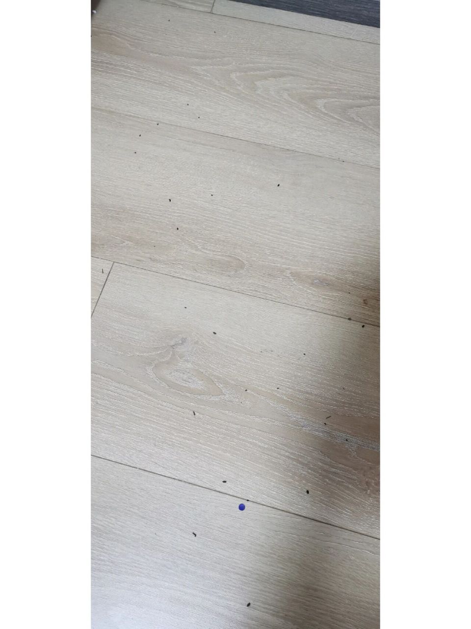 这是蟑螂的粑粑吗?