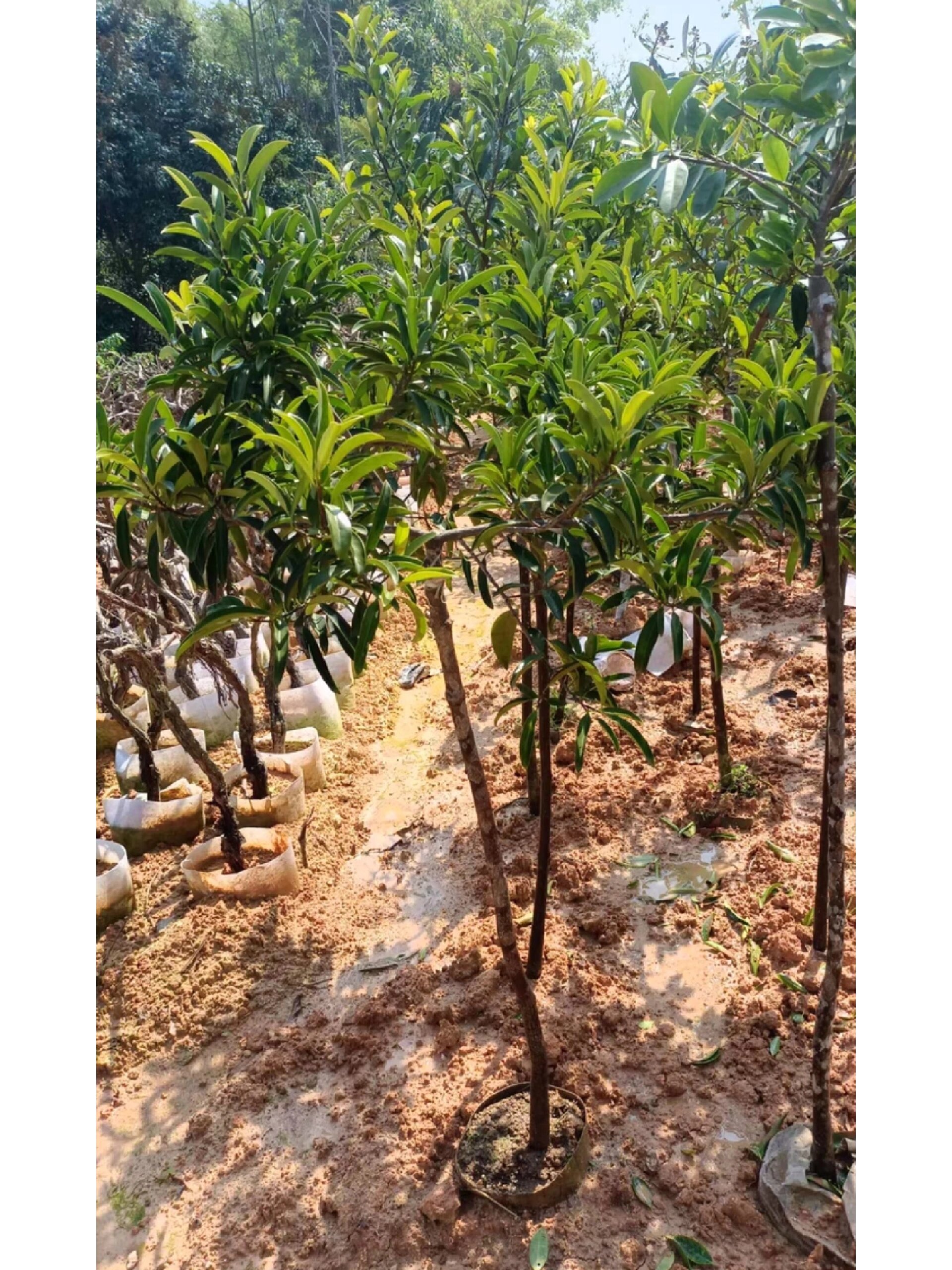 品种219:岭南山竹