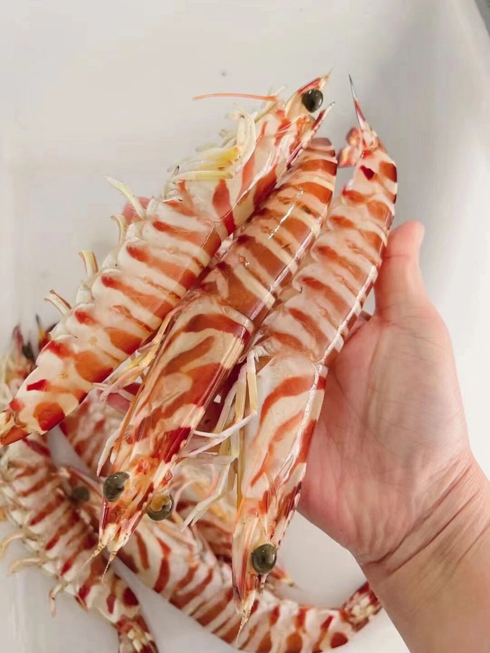 今日份海鲜-九节虾,又称斑节虾     九节虾其肉质松软,易消化,含有