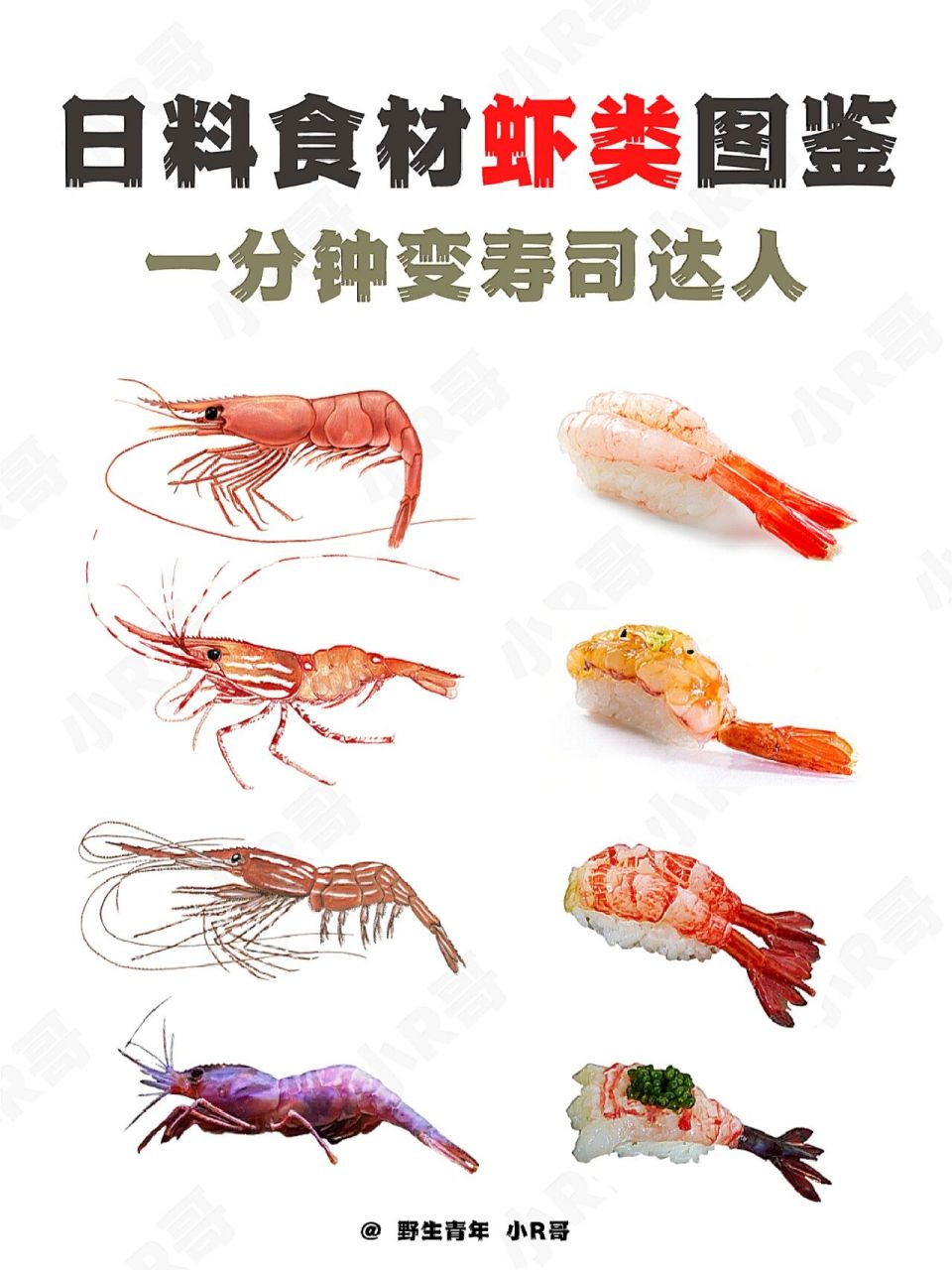 08回味无穷の虾寿司97 本期虾类: 16615北方长额虾(甜虾) 2