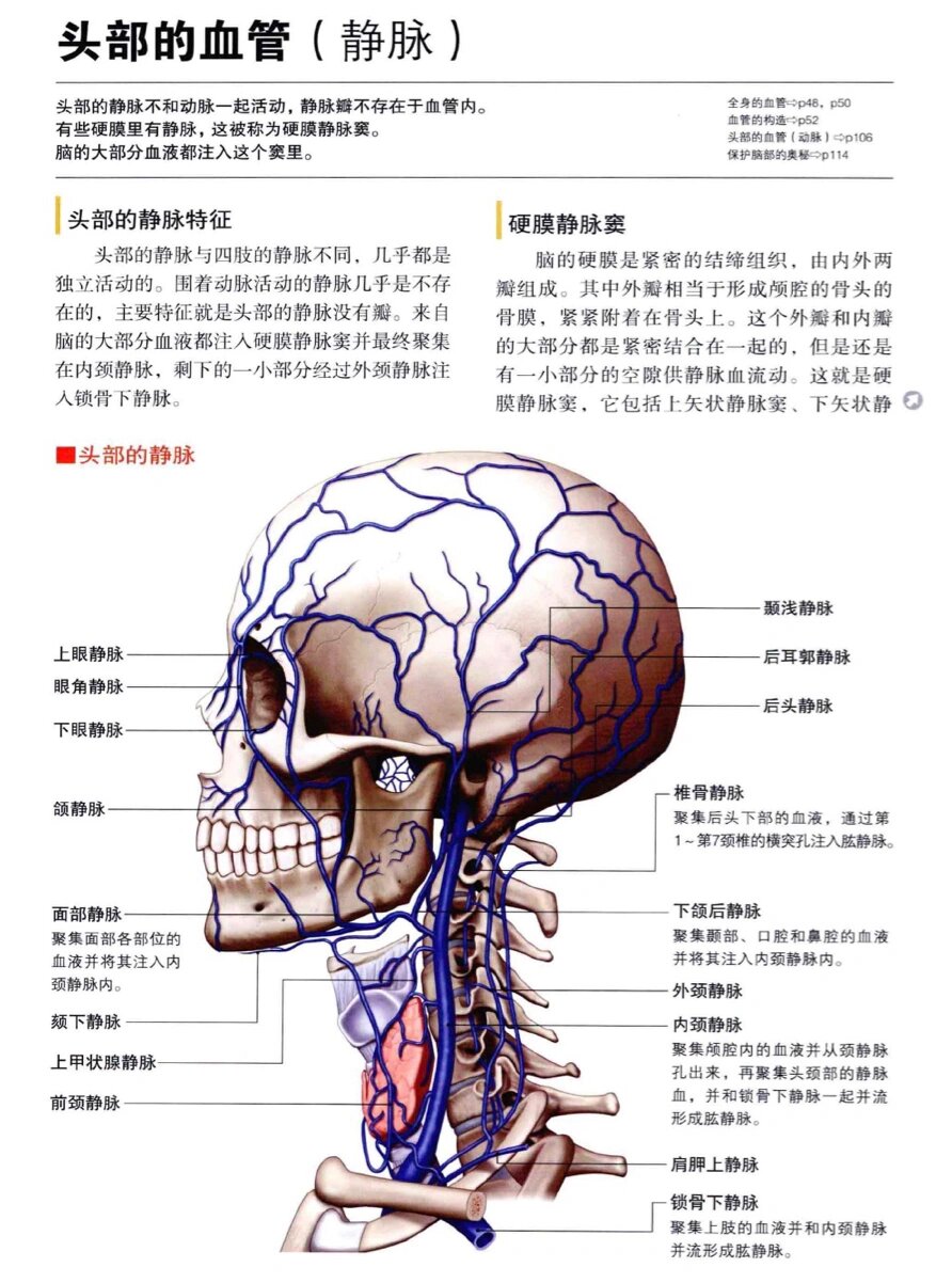 人体血管分布图头部图片