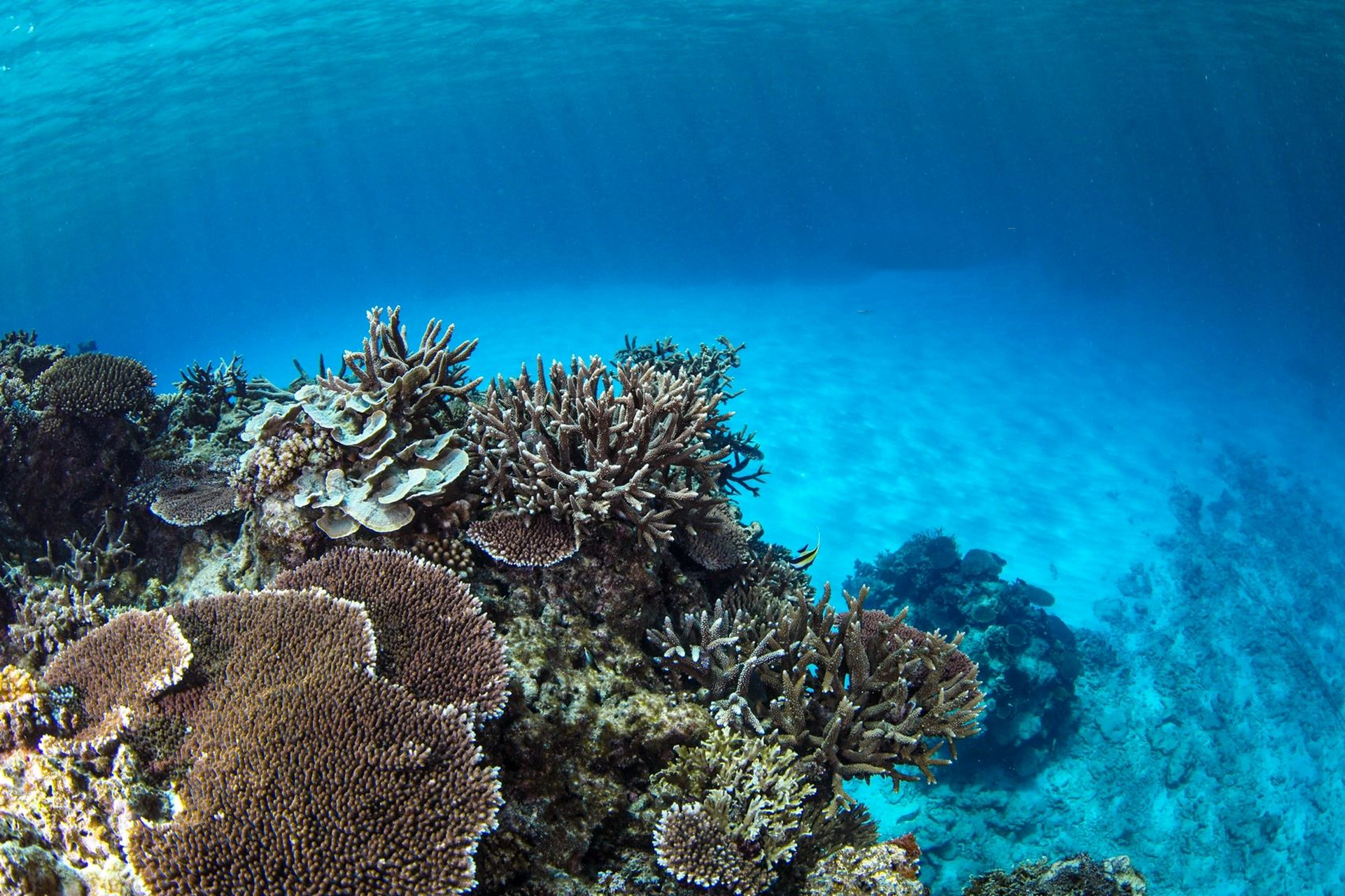 珊瑚是群居动物,造礁珊瑚在生长过程中会分泌碳酸钙,这也是石灰岩的