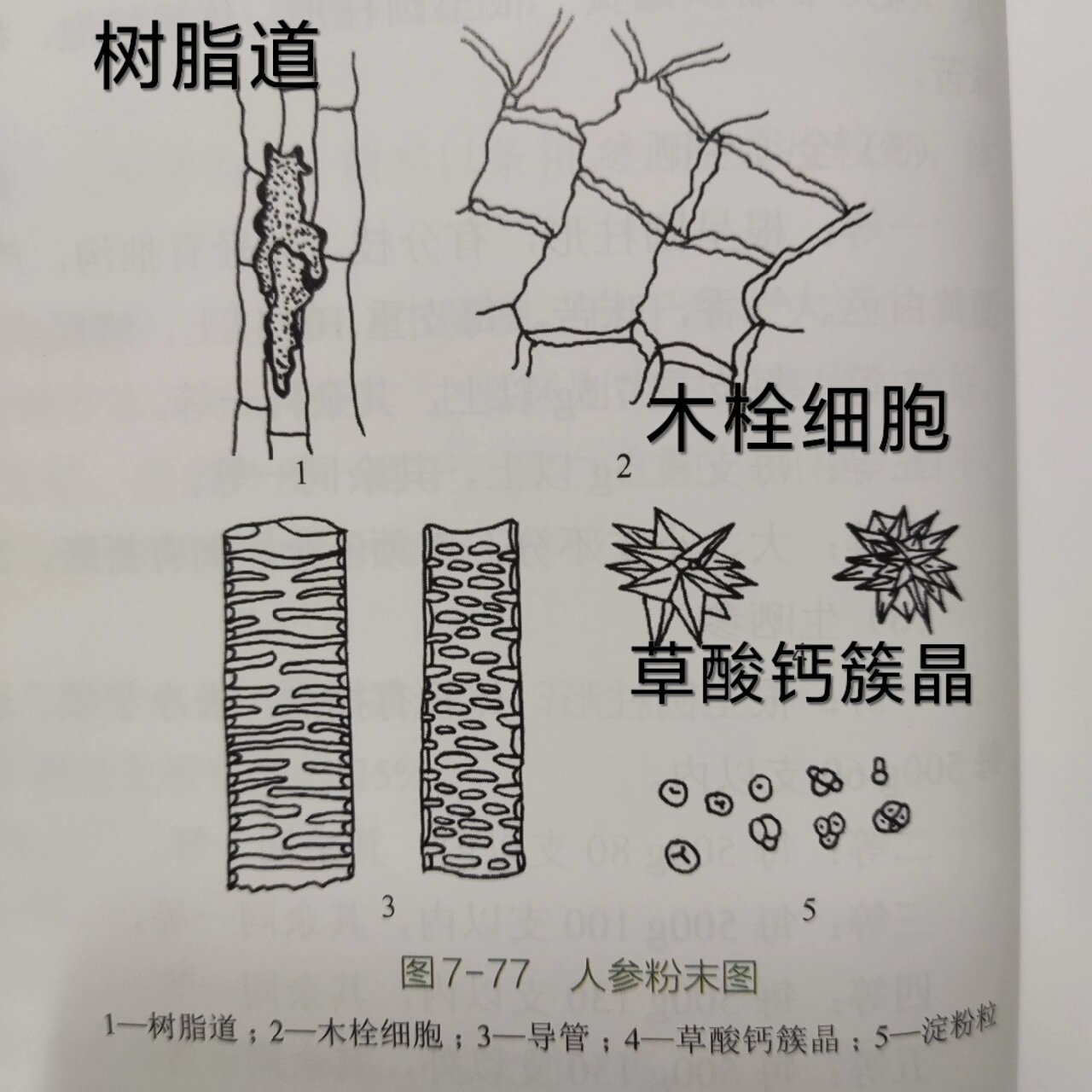 人参 甘草粉末鉴别特征 人参 淡黄白色,树脂道碎片易见,含黄色块状