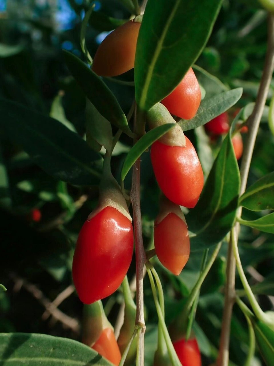 它凭着一己之力结出了又大又红又甜的