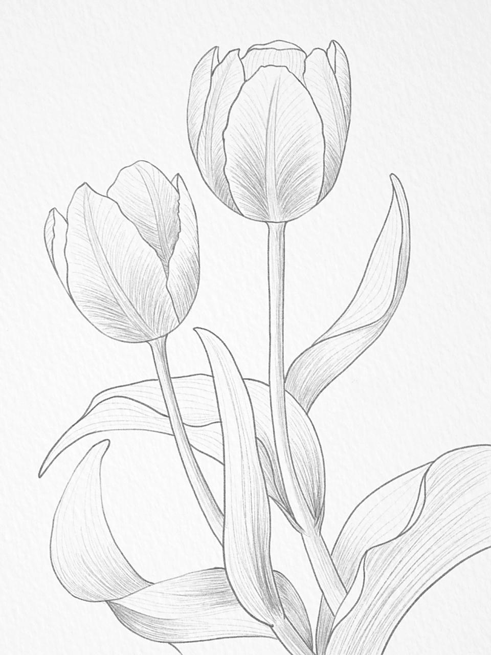 郁金香线稿(含步骤图) 描了好几遍的线稿,每一个线稿都是在上一个线稿