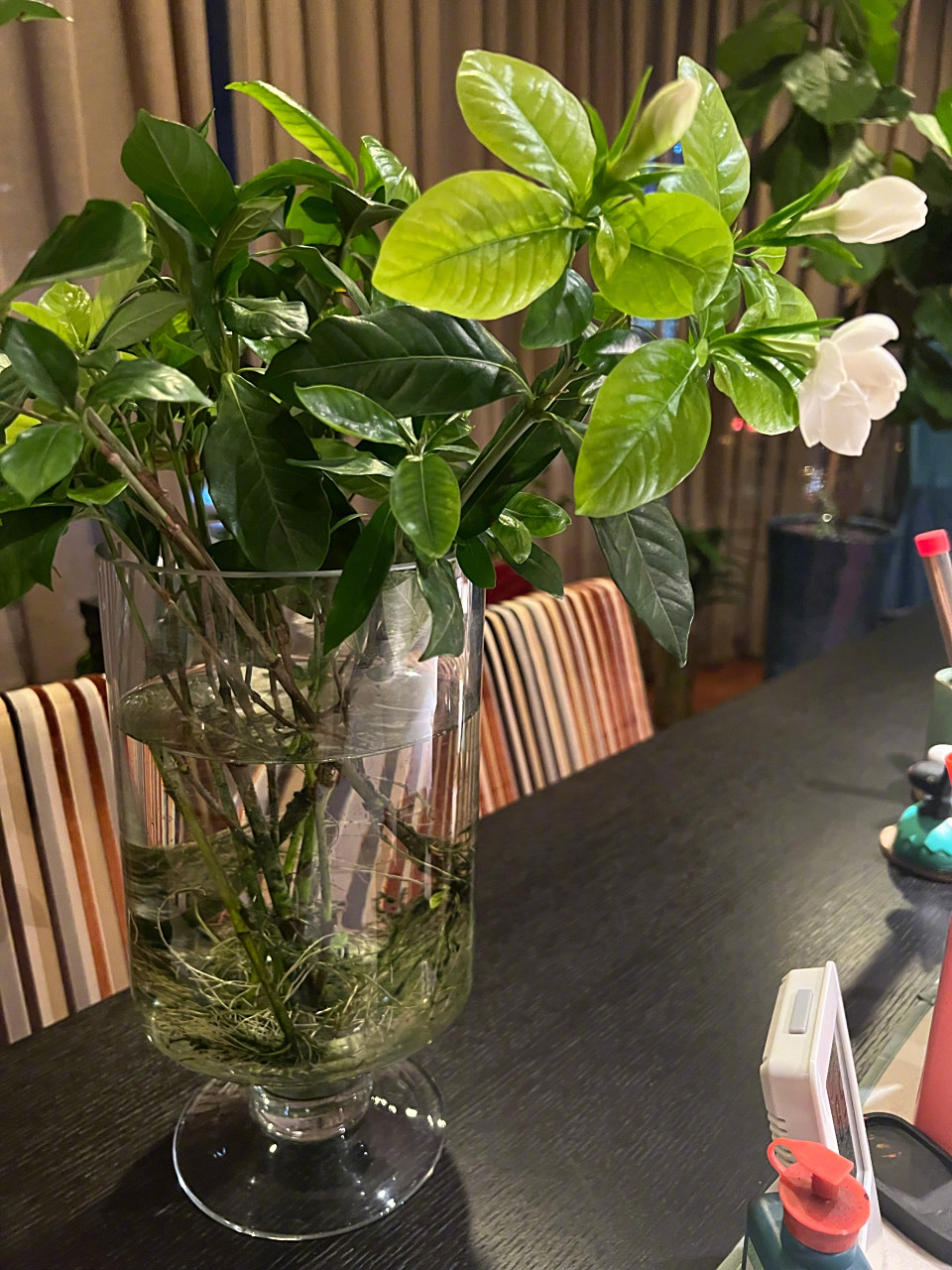 从花束里拆出来的栀子叶,放在花瓶里水培了几个月.