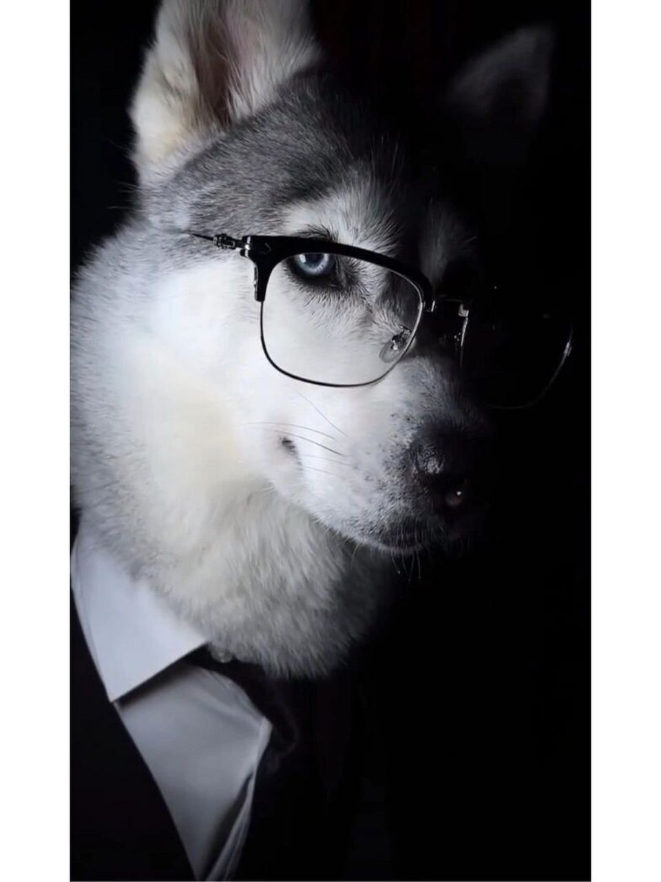 帅气的哈士奇头像 帅气的哈士奇头像