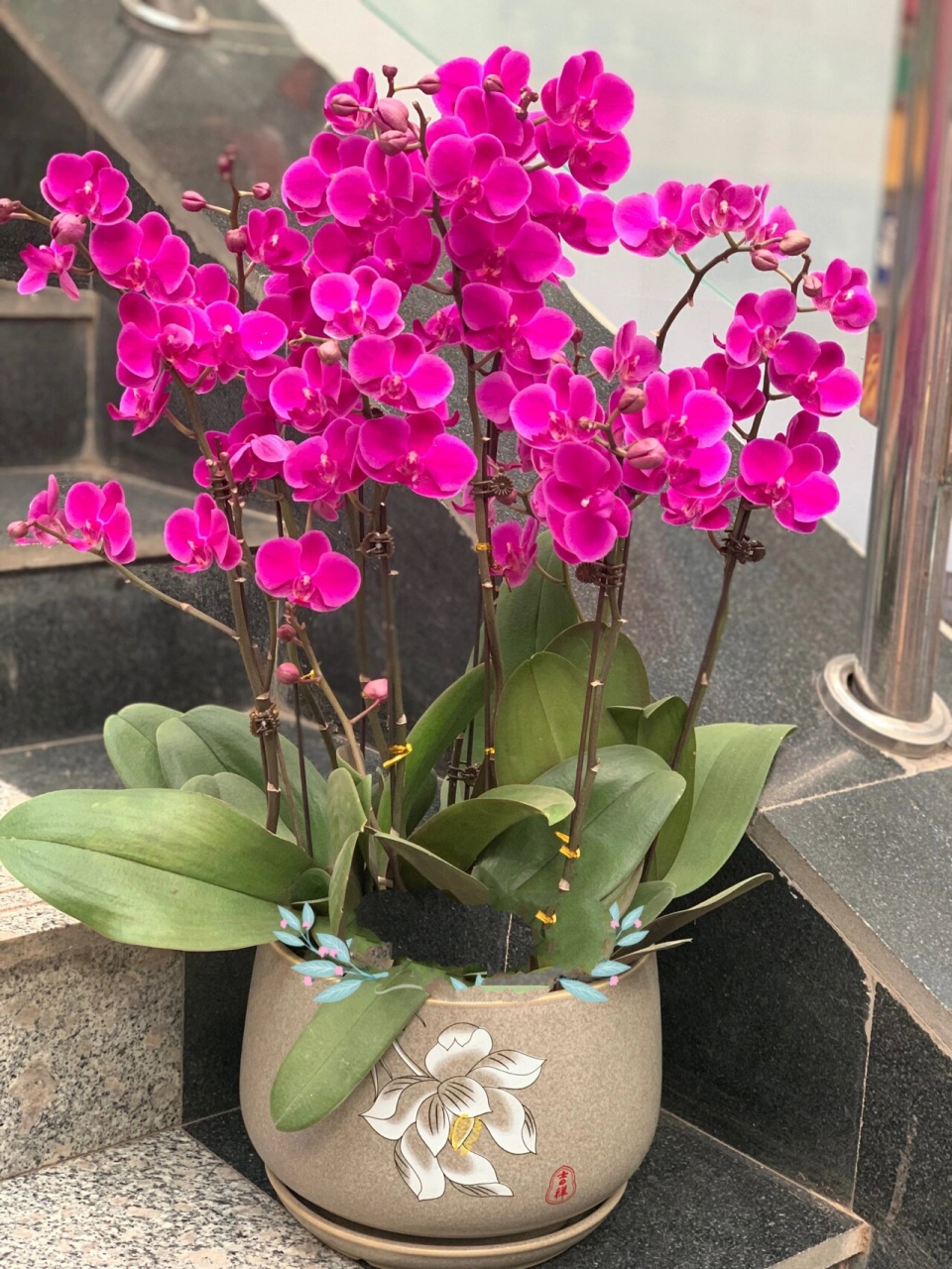 满天红 满天红蝴蝶兰小花系列中的经典 花期长 耐养,线条优美 颜色