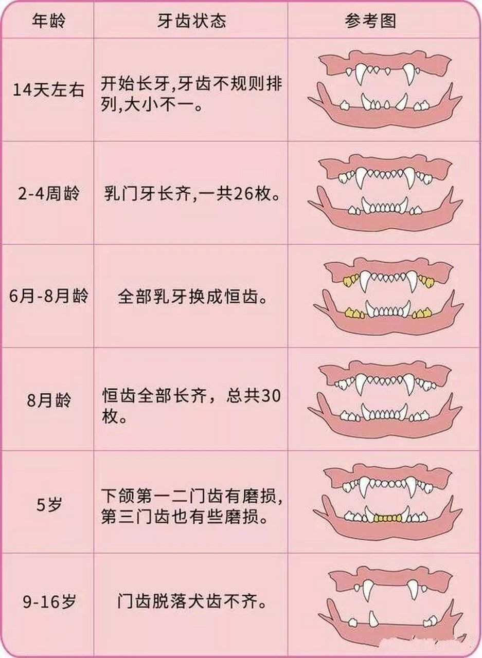 猫咪年龄对照表牙齿图片