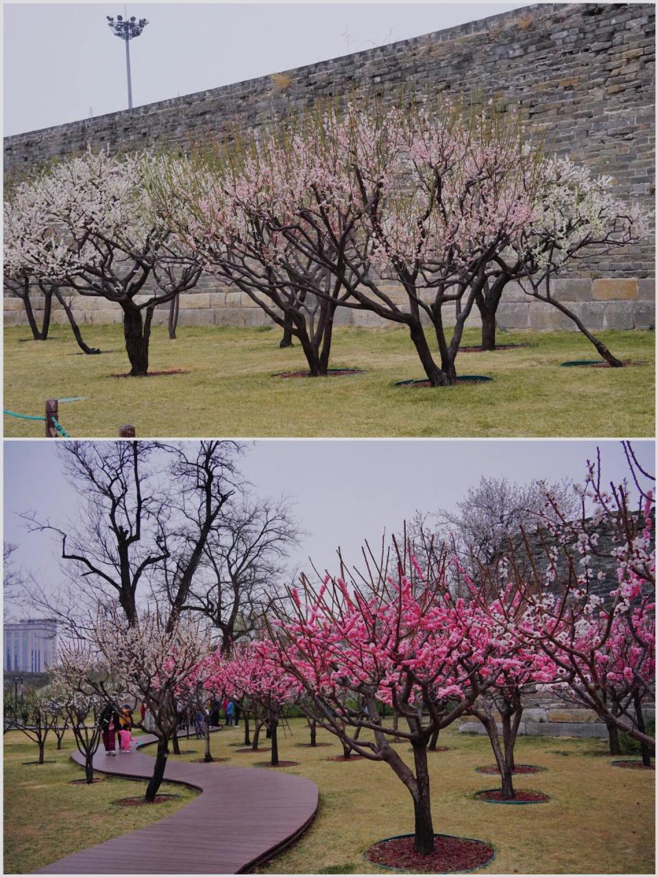 北京观赏梅花景点图片