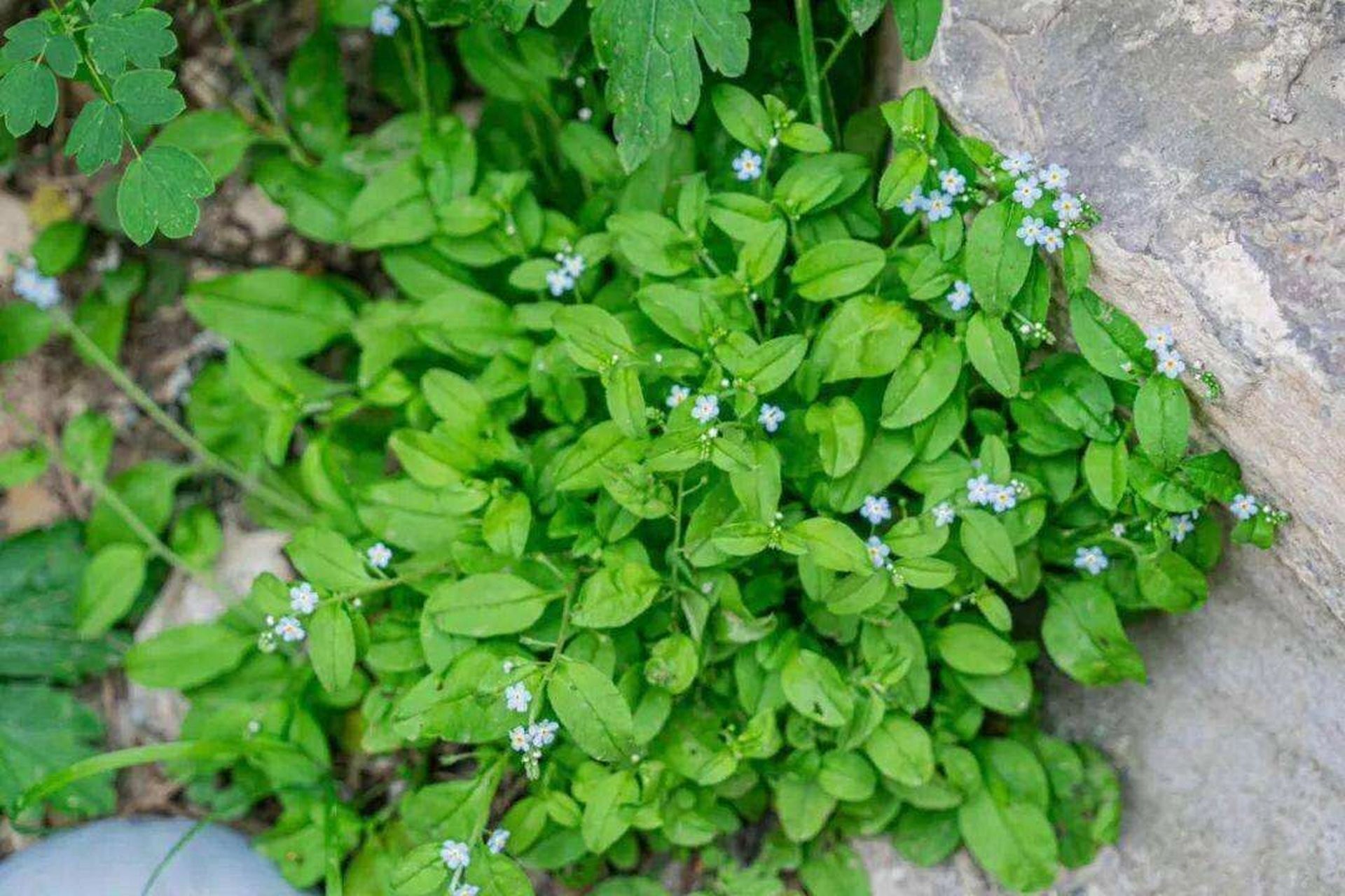 伏地菜 伏地菜 附地菜又叫鸡肠,鸡肠草,地胡椒,雀扑拉等.