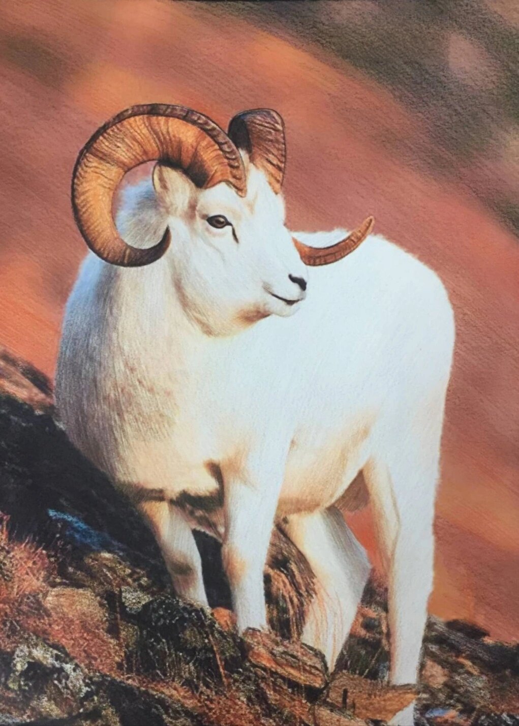 高岭山羊白羊 手绘彩铅高岭白羊请赐教