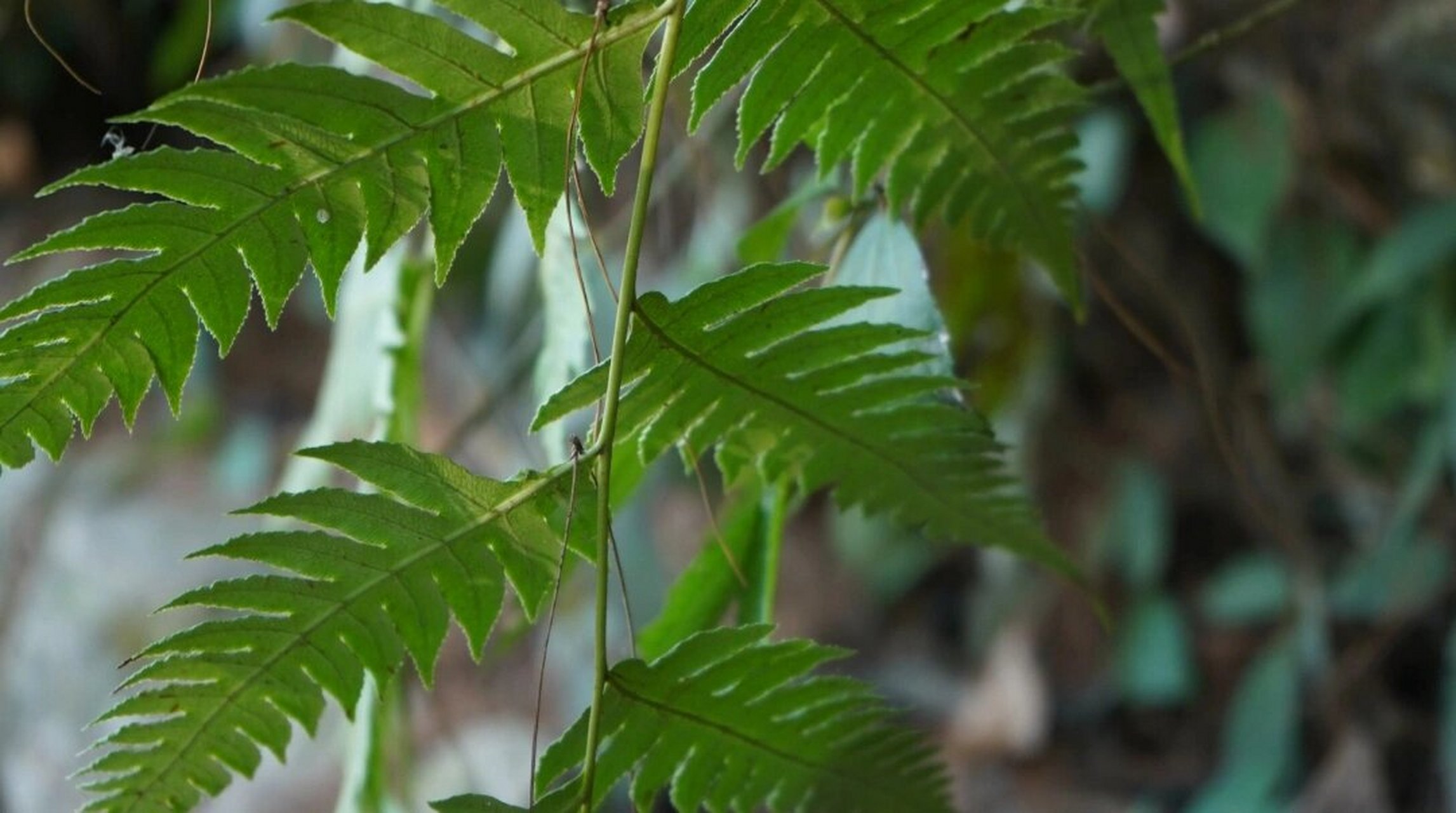 每天学习一味中药~~狗脊 狗脊又名: 金毛狗脊,猴毛头,金狗脊 性味归经