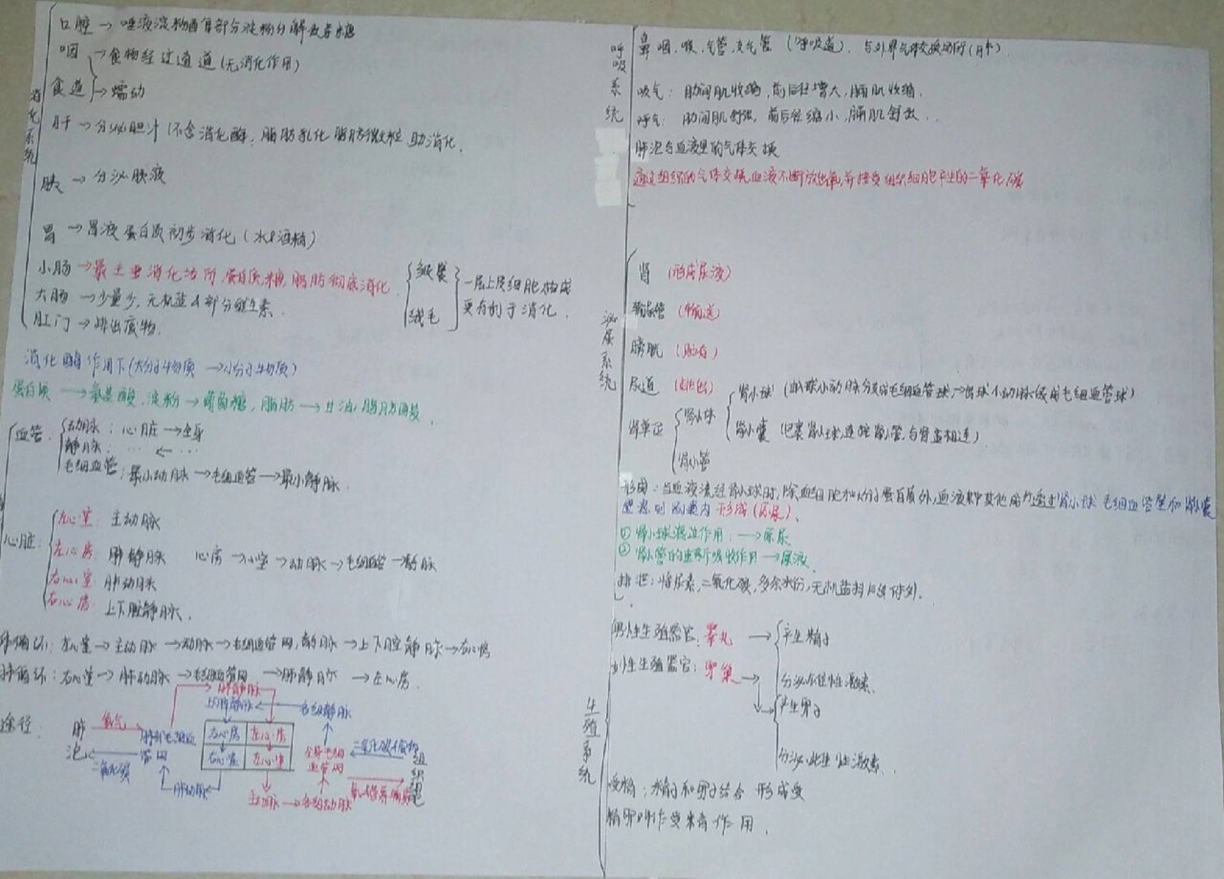 生物八大系统思维导图