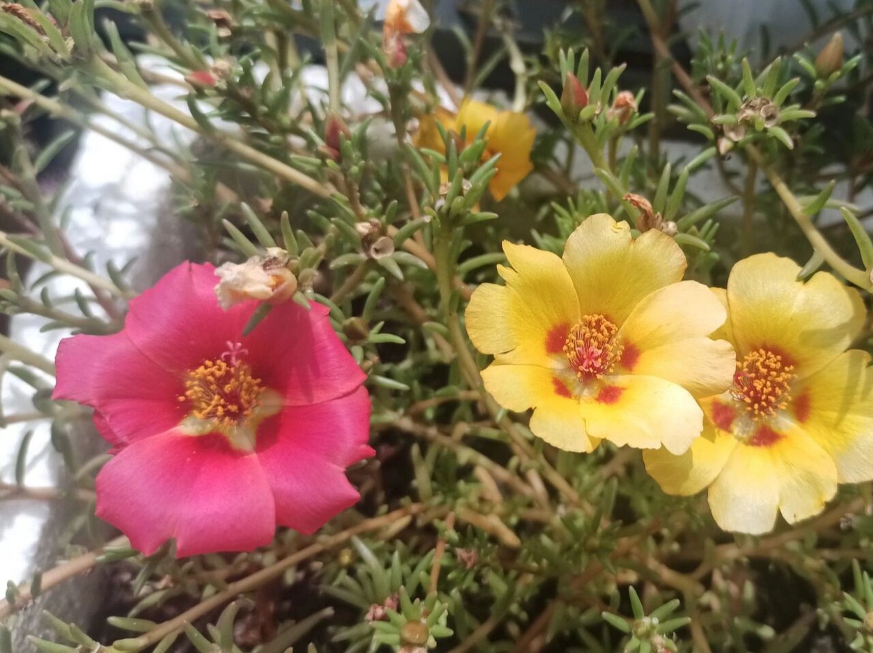 马齿苋,又名太阳花 真的随随便便就开很好啊,怪不得我同学说她们那边