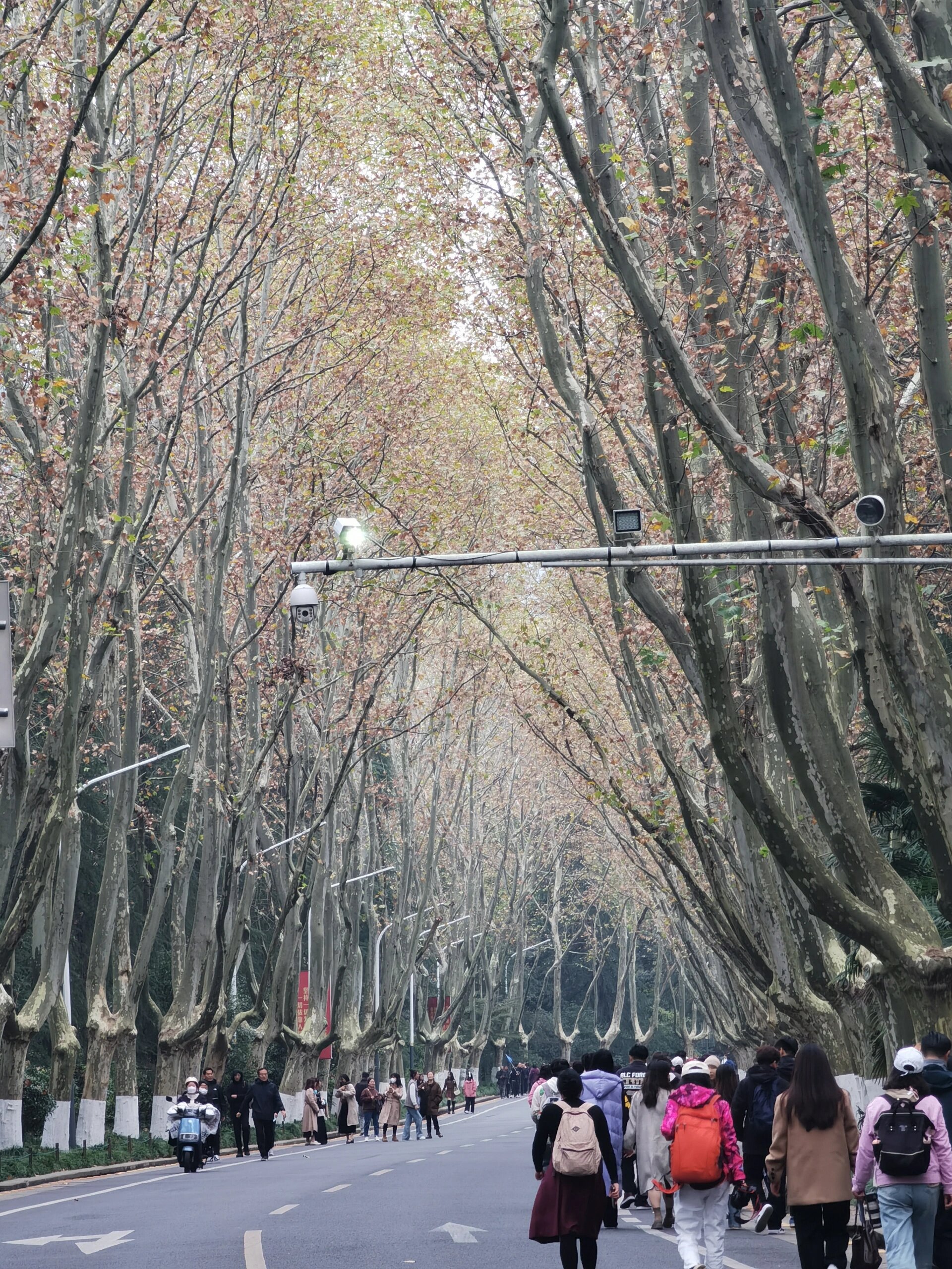 南京中山陵梧桐树图片