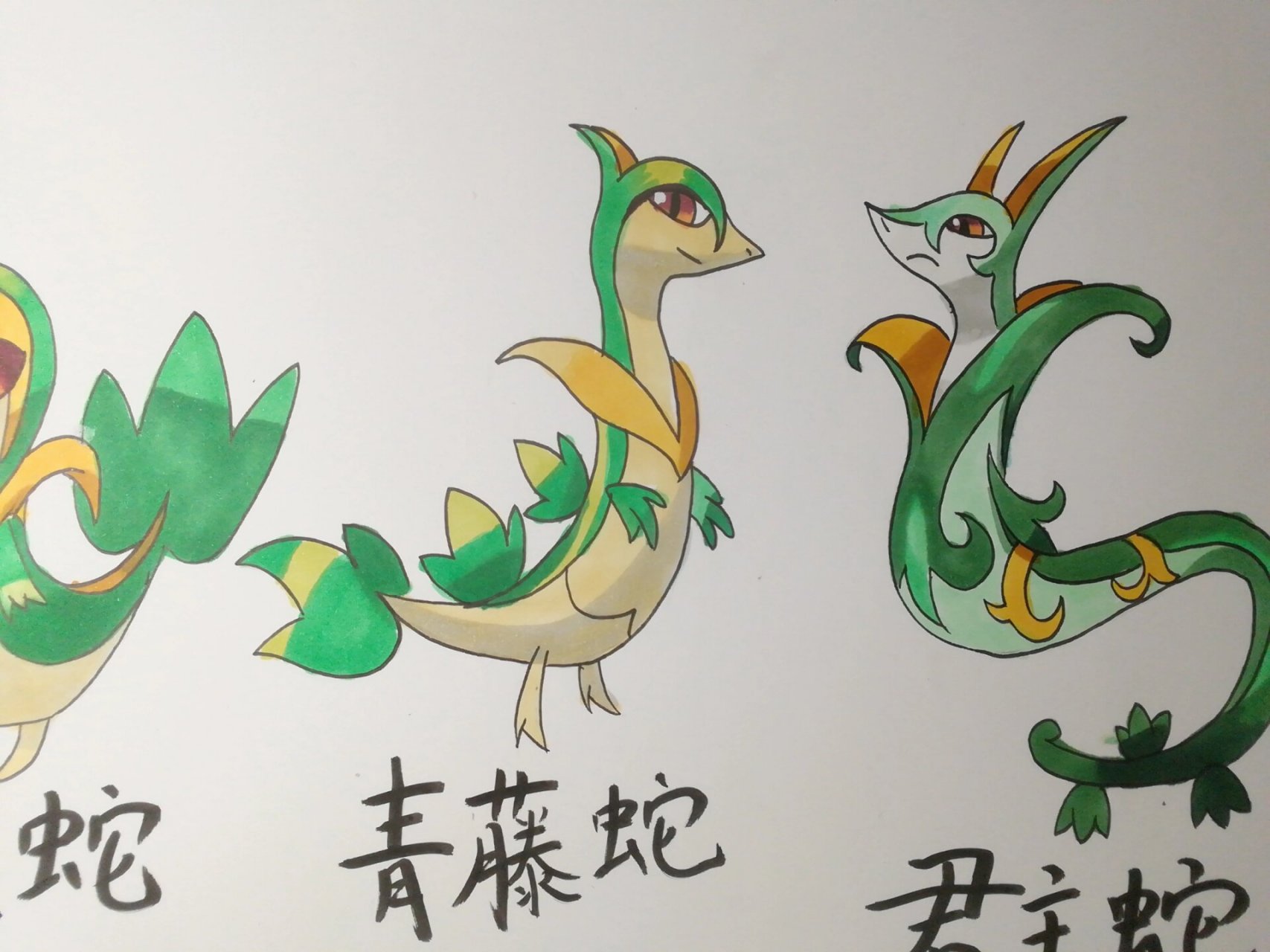 宝可梦 君主蛇进化组∽ 可爱藤藤蛇